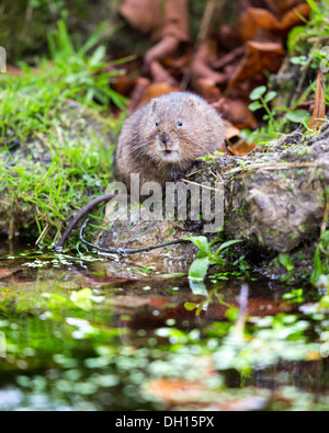 Eurasische Schermaus (Arvicola Amphibius) am Ufer des einen Stream, Sussex, UK Stockfoto