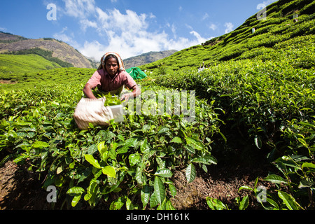Picker schneiden Teetee Tipps von Teeplantagen, in der Nähe von Munnar, Indien Stockfoto