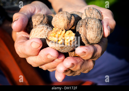 Rohe Walnüsse in den alten weiblichen Händen Stockfoto