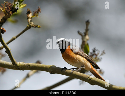 Männliche Redstart - Phoenicurus Phoenicurus In Esche Stockfoto