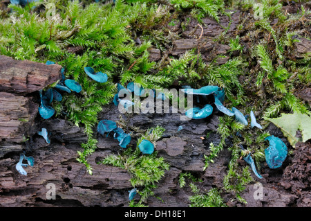 Woodcup grün oder grün Elf Cup - Chlorociboria aeruginascens Stockfoto