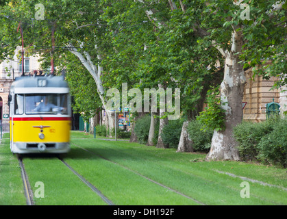 Straßenbahn entlang von Bäumen gesäumten Straße, Szeged, südlichen Plain, Ungarn Stockfoto