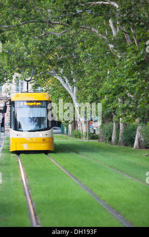 Straßenbahn entlang von Bäumen gesäumten Straße, Szeged, südlichen Plain, Ungarn Stockfoto