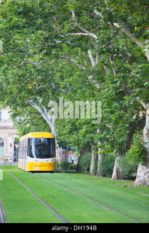 Straßenbahn entlang von Bäumen gesäumten Straße, Szeged, südlichen Plain, Ungarn Stockfoto