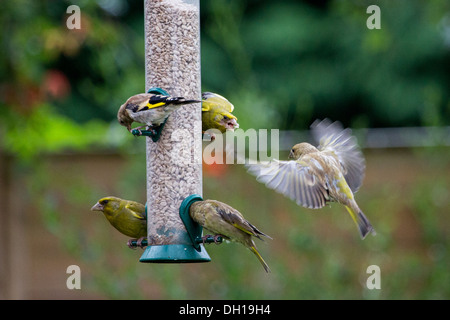 Vögel am Futterhaus im Garten füttern Stockfoto