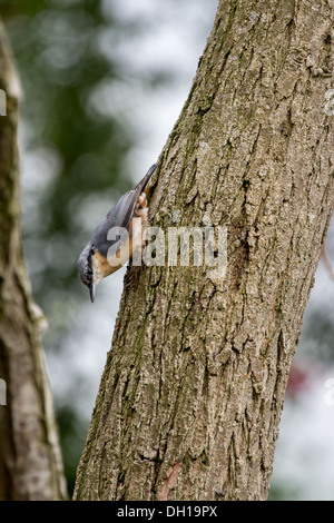 Kleiber auf Baumstamm Stockfoto