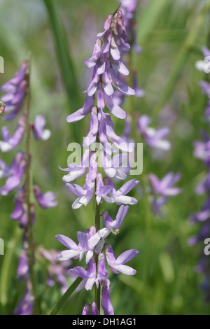 Vogel-Wicke Stockfoto