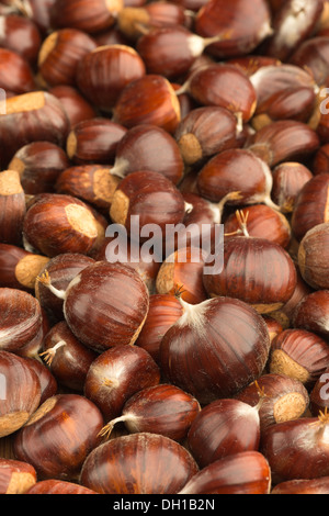 Reife Kastanien Obst Muttern auf Boden mit glänzenden Nuss Mäntel Fällen Schutz Inhalt Stockfoto