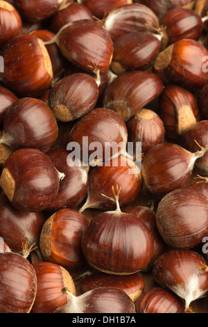 Reife Kastanien Obst Muttern auf Boden mit glänzenden Nuss Mäntel Fällen Schutz Inhalt Stockfoto