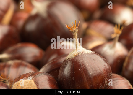 Reife Kastanien Obst Muttern auf Boden mit glänzenden Nuss Mäntel Fällen Schutz Inhalt Stockfoto