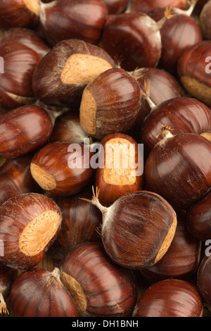 Reife Kastanien Obst Muttern auf Boden mit glänzenden Nuss Mäntel Fällen Schutz Inhalt Stockfoto