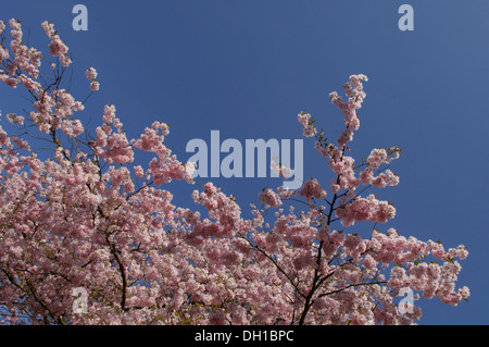 Kirschblüte, Gattung Prunus, viele Sorten, die für Zierzwecke verwendet wurden produzieren keine Frucht Stockfoto