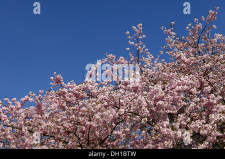 Kirschblüte, Gattung Prunus, viele Sorten, die für Zierzwecke verwendet wurden produzieren keine Frucht Stockfoto