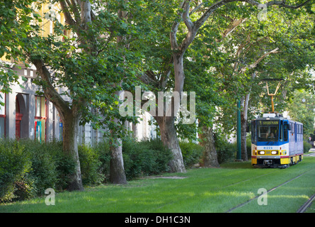 Straßenbahn entlang von Bäumen gesäumten Straße, Szeged, südlichen Plain, Ungarn Stockfoto