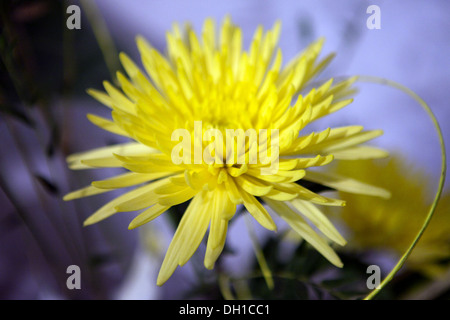 Chrysanthemen, manchmal auch als Mütter oder Chrysanths, sind blühende Pflanzen der Gattung Chrysanthemum in der Familie Asteraceae Stockfoto