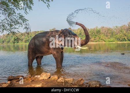 Elefanten Baden, Kerala, Indien Stockfoto