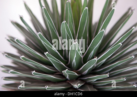 Agave Victoriae-Reginae-Anlage Stockfoto