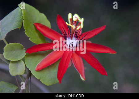 Passiflora Coccinea Blume Stockfoto