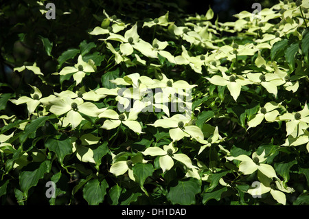 Japanische Blüte Hartriegel Stockfoto