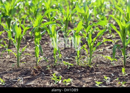 junger Mais Stockfoto