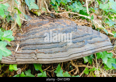 Zunderschwamm (Zündstoff Fomentaruis), eine Klammer-Pilz, der auf Bäumen wächst Stockfoto