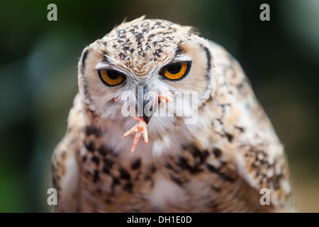 Nahaufnahme von einem weiblichen Pharao Uhu Fütterung auf ein Küken Stockfoto