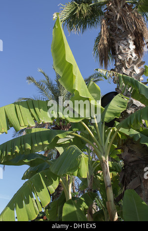 Banane Baumblätter Stockfoto