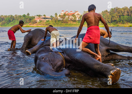 Mahouts (Trainer und Betreuer) Baden ihren Elefanten im Periyar Fluß auf dem Weg von Ernakulum nach Munnar, Kerala, Indien. Stockfoto