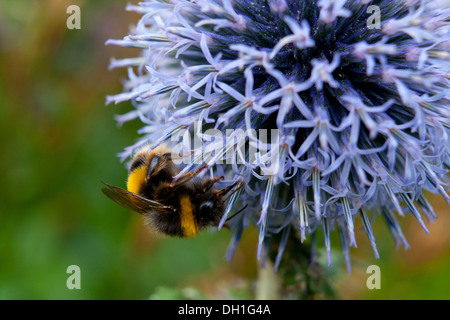 Echinops Globe Thistle mit Hummel Stockfoto