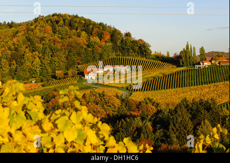 Suedsteirische Weinstraße, Südsteiermark Wein Route im Herbst, Gabersdorf, Südsteiermark, Steiermark, Österreich Stockfoto