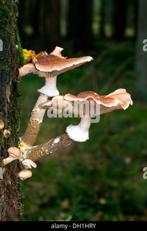 Zwei große und einige kleine Honig Pilz Pilze wachsen auf einer Eiche Stockfoto