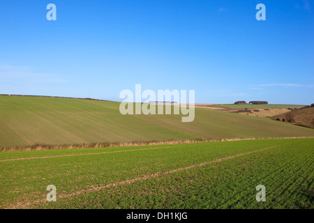 Herbstliche Landschaft mit grünen Hügeln bedeckt in landwirtschaftlichen Bereichen Sämling Getreide unter blauem Himmel Stockfoto