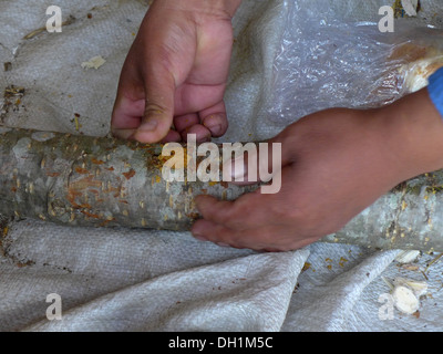 Nepal Malemchigaun Sherpa Dorf, Langtang. Shitake Pilz Anbau vorbereiten ein Protokoll. Stockfoto