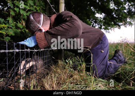 Der Dachs TB Impfprogramm in Gloucestershire Wildlife Trust Greystones Farm Nature Reserve in der Nähe von Bourton-on-the-Water Stockfoto