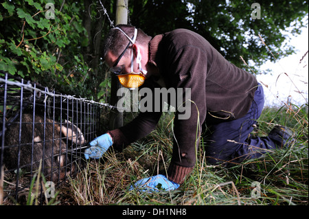 Der Dachs TB Impfprogramm in Gloucestershire Wildlife Trust Greystones Farm Nature Reserve in der Nähe von Bourton-on-the-Water Stockfoto