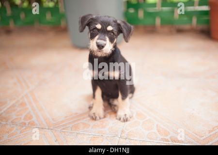 Eine entzückende kleine Welpen posiert für die Kamera in seinem Auto, auf der Terrasse und auf der Couch. Stockfoto