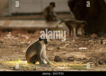 Green Vervet Monkey sitiing Stockfoto