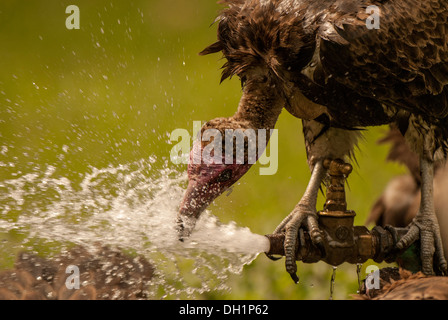 Mit Kapuze Geier aus Leitungswasser zu trinken. Stockfoto