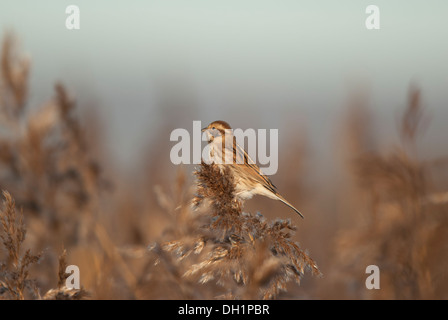 Weibliche Reed Bunting thront unter Reed Samen im Winter. Stockfoto