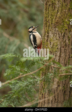 Männchen auf Seite des Baumes. Stockfoto