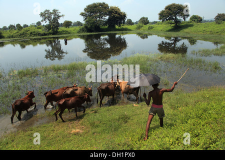 jungen schwarzen Regenschirm Stick Hirten Rinder Teich Sambalpur Orissa, Indien Stockfoto