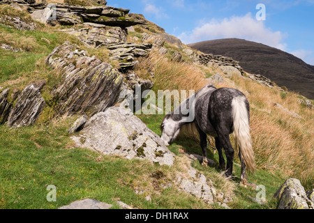 Wild Welsh Mountain Pony Weiden an den Hängen des Pen yr Helgi Du in Carneddau Berge von Snowdonia, Ogwen Valley, North Wales, UK Stockfoto