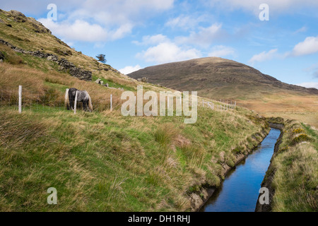 Leet mit wild Mountain Pony Weiden auf Stift yr Helgi Du Pisten in Carneddau Berge von Snowdonia Ogwen Valley North Wales UK Stockfoto