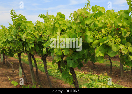 Reihen von Weinreben mit Trauben von Reifen weißen Trauben wachsen auf einem Weingut im Spätsommer Biddenden Kent England UK Großbritannien Stockfoto