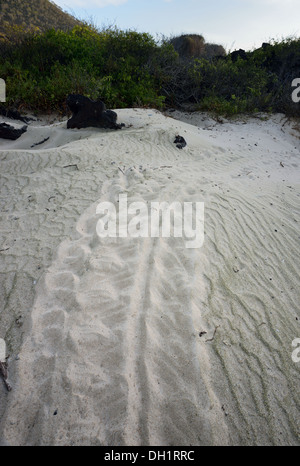 Grüne Schildkröte Spuren, Floreana Insel, Galapagos Stockfoto