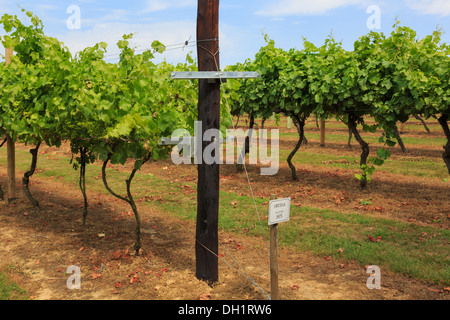 Ortega Rebzeilen mit reifenden Trauben wachsen auf einem Weingut im Spätsommer. Biddenden Kent England UK Großbritannien Stockfoto