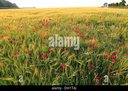 Gerste, Hordeum Vulgare, rote Mohnblumen Landwirtschaft landwirtschaftliche Felder Getreide Ernte Feldfrüchte Norfolk UK Stockfoto