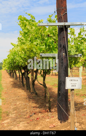 Ortega Rebzeilen mit reifenden Trauben wachsen auf einem Weingut im Spätsommer. Biddenden Kent England UK Großbritannien Stockfoto