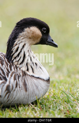 Hawaiianische Gans oder Nene (Branta Sandvicensis), Porträt, Hawai ' i Volcanoes National Park, Big Island, Hawaii, USA Stockfoto