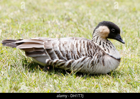 Hawaiianische Gans oder Nene (Branta Sandvicensis) liegen auf Rasen, Hawai ' i Volcanoes National Park, Big Island, Hawaii, USA Stockfoto